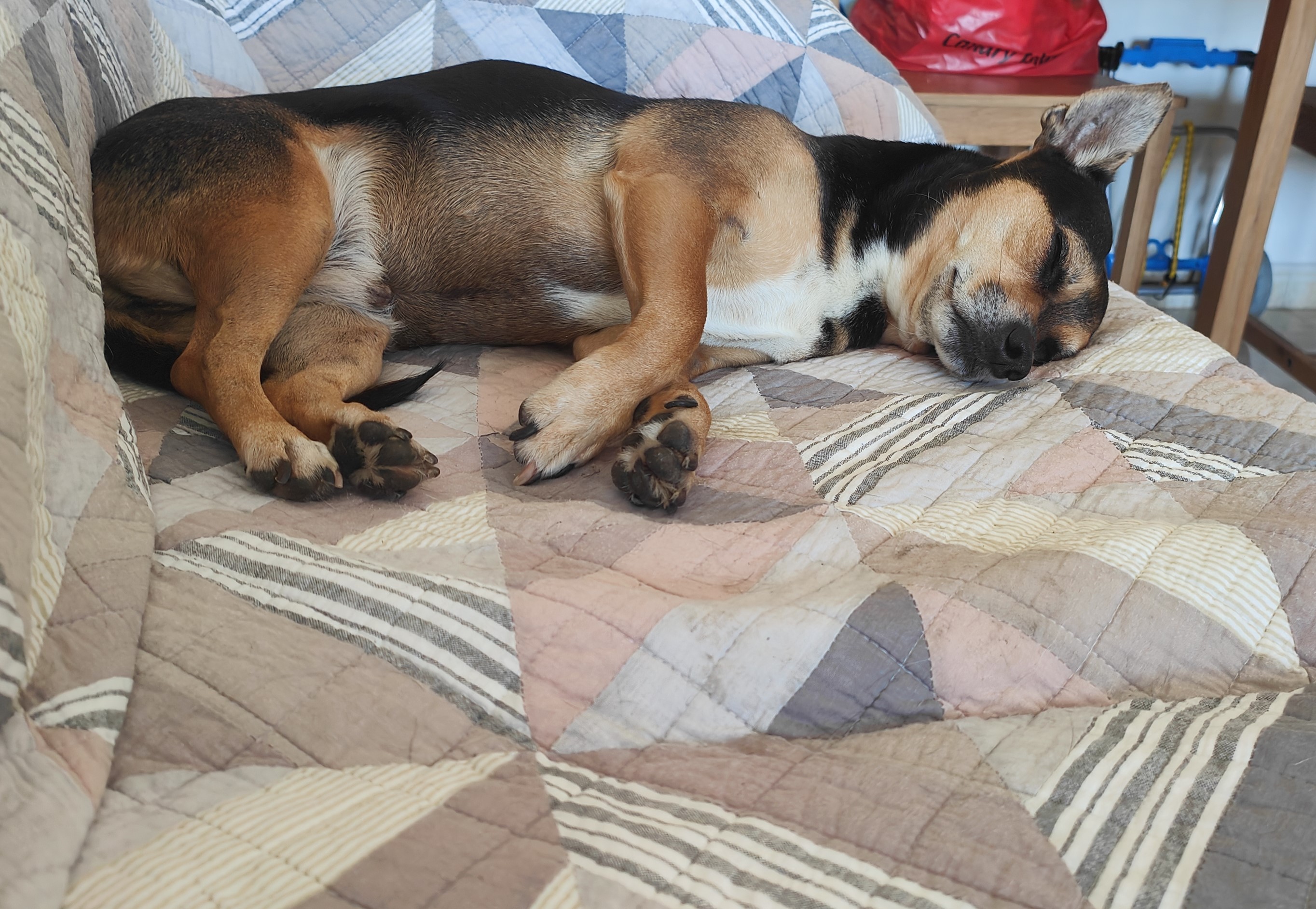 Mascota en guardería en casa